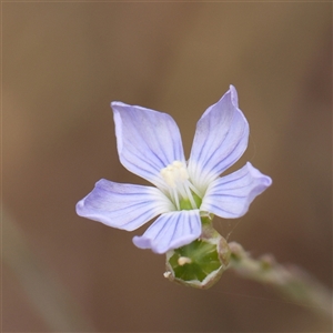 Linum marginale at Gundaroo, NSW - 11 Nov 2024