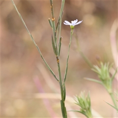 Linum marginale at Gundaroo, NSW - 11 Nov 2024