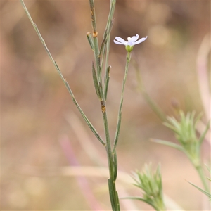 Linum marginale at Gundaroo, NSW - 11 Nov 2024 01:04 PM