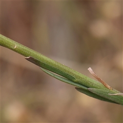 Linum marginale at Gundaroo, NSW - 11 Nov 2024