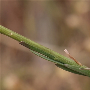 Linum marginale at Gundaroo, NSW - 11 Nov 2024