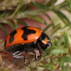 Coccinella transversalis (Transverse Ladybird) at Gundaroo, NSW - 11 Nov 2024 by ConBoekel