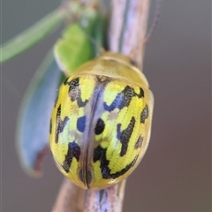 Paropsisterna obliterata (Obliterate Melaleuca Leaf Beetle) at Mongarlowe, NSW - 8 Nov 2024 by LisaH