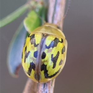 Paropsisterna obliterata at Mongarlowe, NSW - 8 Nov 2024