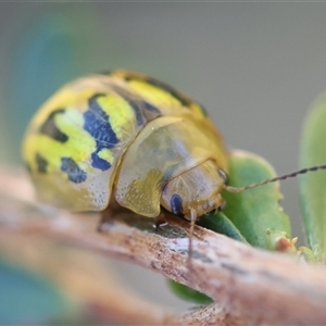 Paropsisterna obliterata at Mongarlowe, NSW - 8 Nov 2024