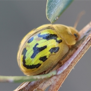 Paropsisterna obliterata at Mongarlowe, NSW - 8 Nov 2024