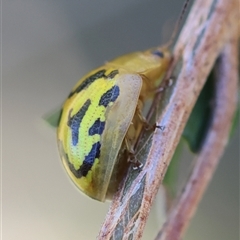 Paropsisterna obliterata at Mongarlowe, NSW - 8 Nov 2024