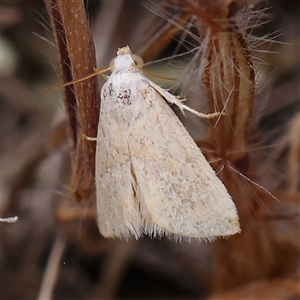 Earias chlorodes at Gundaroo, NSW - 11 Nov 2024