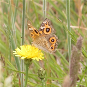 Junonia villida at Gundaroo, NSW - 11 Nov 2024