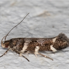 Macrobathra ceraunobola (a cosmet moth) at Melba, ACT - 6 Nov 2024 by kasiaaus