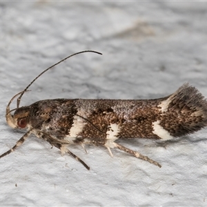 Macrobathra ceraunobola at Melba, ACT - 6 Nov 2024