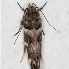 Macrobathra ceraunobola at Melba, ACT - 6 Nov 2024