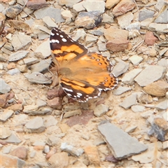 Vanessa kershawi (Australian Painted Lady) at Gundaroo, NSW - 11 Nov 2024 by ConBoekel