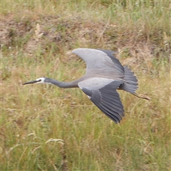 Egretta novaehollandiae (White-faced Heron) at Gundaroo, NSW - 11 Nov 2024 by ConBoekel