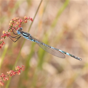 Austrolestes annulosus at Gundaroo, NSW - 11 Nov 2024