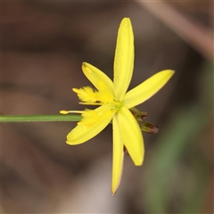 Tricoryne elatior (Yellow Rush Lily) at Gundaroo, NSW - 11 Nov 2024 by ConBoekel