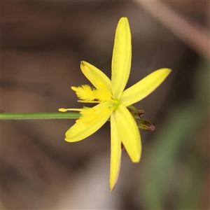 Tricoryne elatior at Gundaroo, NSW - 11 Nov 2024