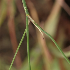 Tricoryne elatior at Gundaroo, NSW - 11 Nov 2024