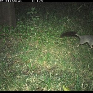 Phascogale tapoatafa at Tyndale, NSW - 7 Nov 2024 09:03 PM