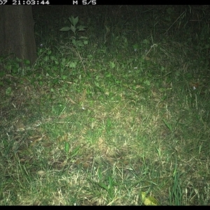 Phascogale tapoatafa at Tyndale, NSW - 7 Nov 2024 09:03 PM