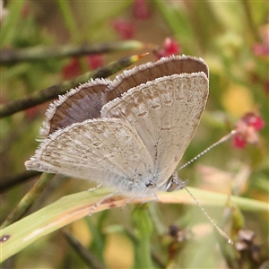 Zizina otis at Gundaroo, NSW - 11 Nov 2024 12:49 PM