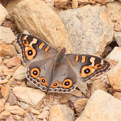 Junonia villida (Meadow Argus) at Gundaroo, NSW - 11 Nov 2024 by ConBoekel