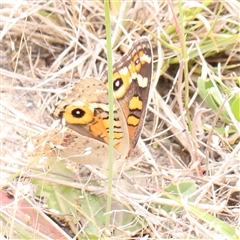 Junonia villida (Meadow Argus) at Gundaroo, NSW - 11 Nov 2024 by ConBoekel