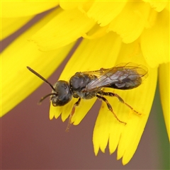 Lasioglossum (Homalictus) sphecodoides (Furrow Bee) at Gundaroo, NSW - 11 Nov 2024 by ConBoekel