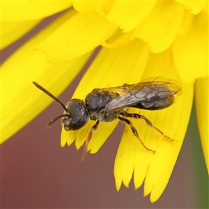 Lasioglossum (Homalictus) sphecodoides at Gundaroo, NSW - 11 Nov 2024 12:36 PM