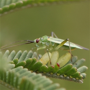 Miridae (family) at Gundaroo, NSW - 11 Nov 2024 12:31 PM