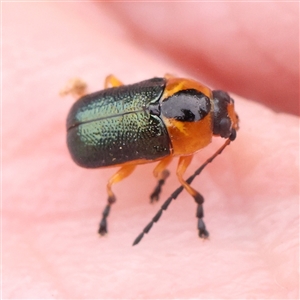 Aporocera (Aporocera) consors at Gundaroo, NSW - 11 Nov 2024 12:28 PM