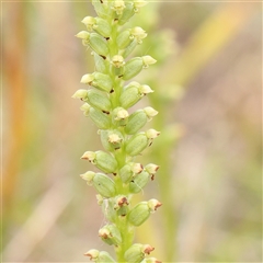 Microtis parviflora (Slender Onion Orchid) at Gundaroo, NSW - 11 Nov 2024 by ConBoekel