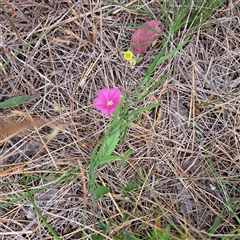 Convolvulus angustissimus subsp. angustissimus (Australian Bindweed) at Watson, ACT - 11 Nov 2024 by abread111