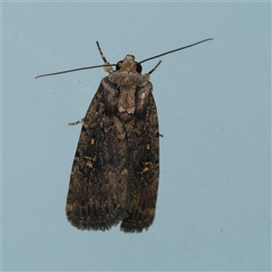 Proteuxoa provisional species 3 at Harrison, ACT - 10 Nov 2024 10:40 PM