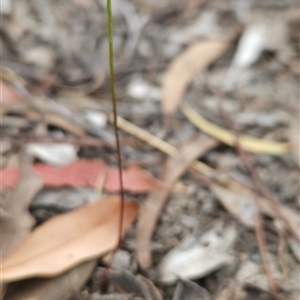 Caleana minor at Bruce, ACT - suppressed