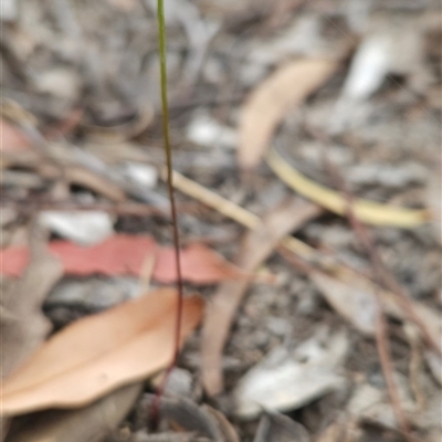 Caleana minor (Small Duck Orchid) at Bruce, ACT - 11 Nov 2024 by BethanyDunne