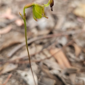 Caleana minor at Bruce, ACT - suppressed