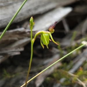 Caleana minor at Aranda, ACT - 11 Nov 2024