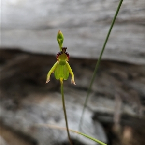 Caleana minor at Aranda, ACT - 11 Nov 2024