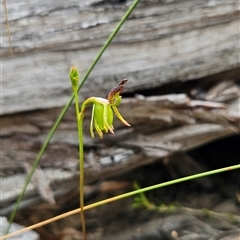 Caleana minor at Aranda, ACT - 11 Nov 2024