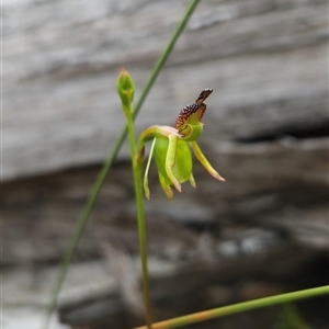 Caleana minor at Aranda, ACT - 11 Nov 2024