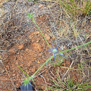 Eryngium ovinum at Watson, ACT - 11 Nov 2024