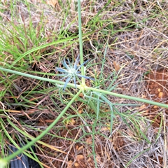 Eryngium ovinum at Watson, ACT - 11 Nov 2024