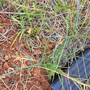 Eryngium ovinum at Watson, ACT - 11 Nov 2024