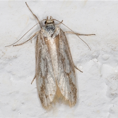 Unidentified Concealer moth (Oecophoridae) at Melba, ACT - 6 Nov 2024 by kasiaaus