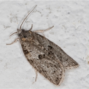 Isotenes miserana at Melba, ACT - 6 Nov 2024 11:20 PM