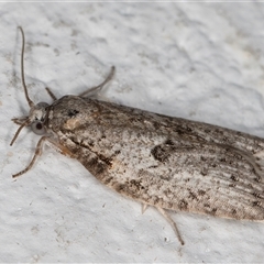 Isotenes miserana at Melba, ACT - 6 Nov 2024 11:20 PM