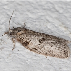 Isotenes miserana at Melba, ACT - 6 Nov 2024 11:20 PM