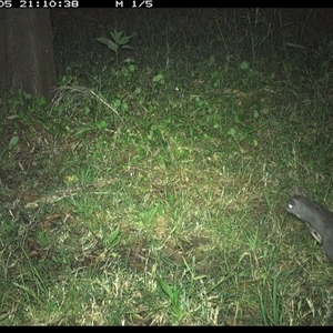 Phascogale tapoatafa at Tyndale, NSW - 5 Nov 2024 09:10 PM