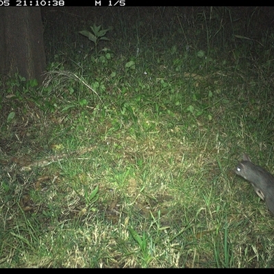 Phascogale tapoatafa (Brush-tailed Phascogale) at Tyndale, NSW - 5 Nov 2024 by Topwood